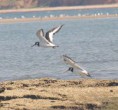 /album/photogallery/oystercatcher-5-jpg/